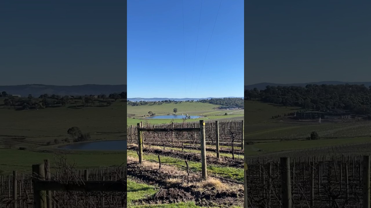 Yarra valley Wine Tour #travel #melbourne #winetasting #wine #yarravalley