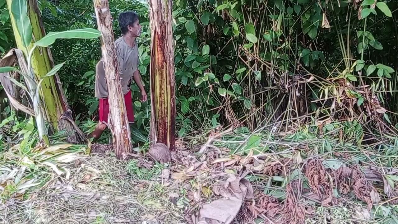 Delicious with fresh coconut flower alternative food | BONG SIBOL TV | first upload video