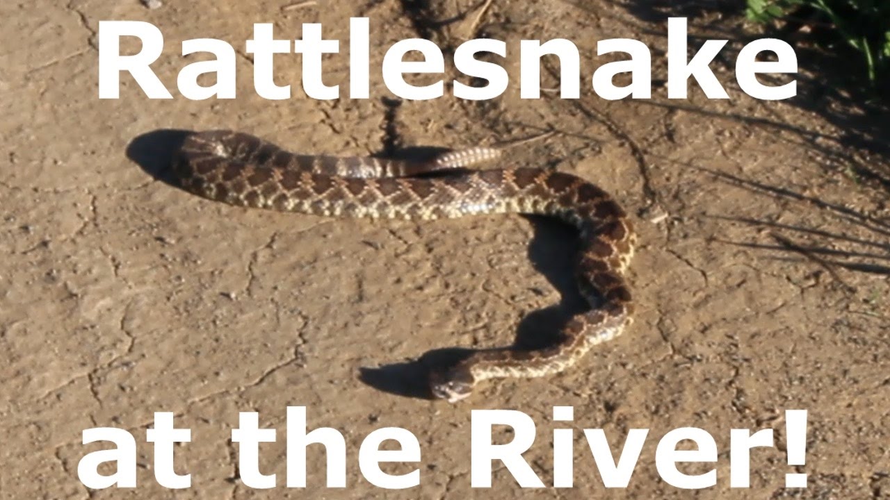 Rattlesnake at the San Diego River - Fishing with Rodney Marquez