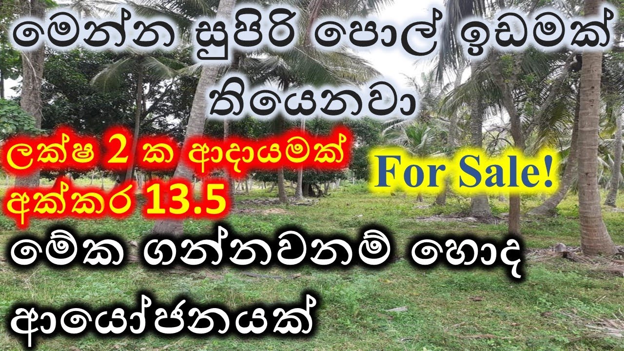 Coconut land for sale idam sale property land house niwasa gewal