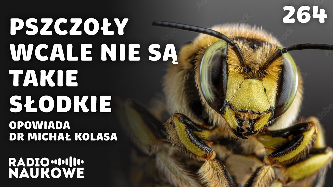 Pszczoły – śmiertelne użądlenia i „słodkie pocałunki” | dr Michał Kolasa