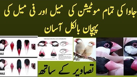 How To Identify Male And Female For Java Sparrow | جاوا کے تمام موٹیشن  فی میل اور میل کی پہچان