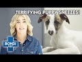 Strange Puppy Sneeze Terrifies Owner | Full Episode | Bondi Vet