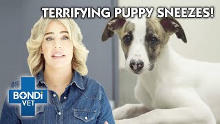 Strange Puppy Sneeze Terrifies Owner | Full Episode | Bondi Vet