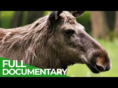 Moose - Giants of Sweden's Forests | Free Documentary Nature