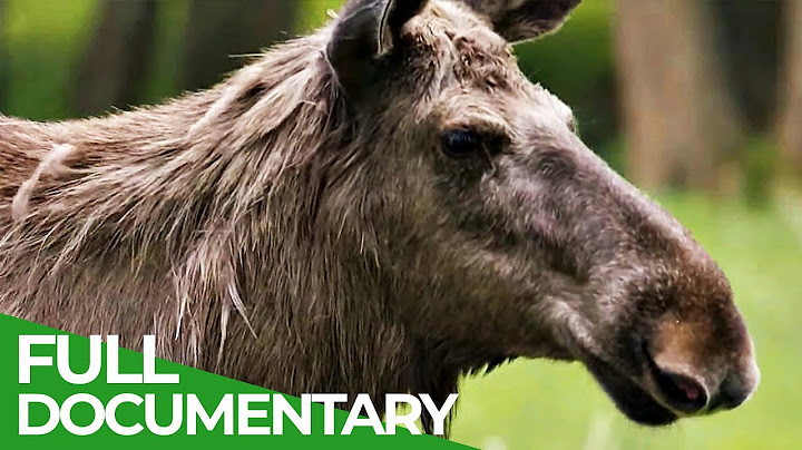 Łoś – gigant szwedzkich lasów | Darmowy film dokumentalny o przyrodzie