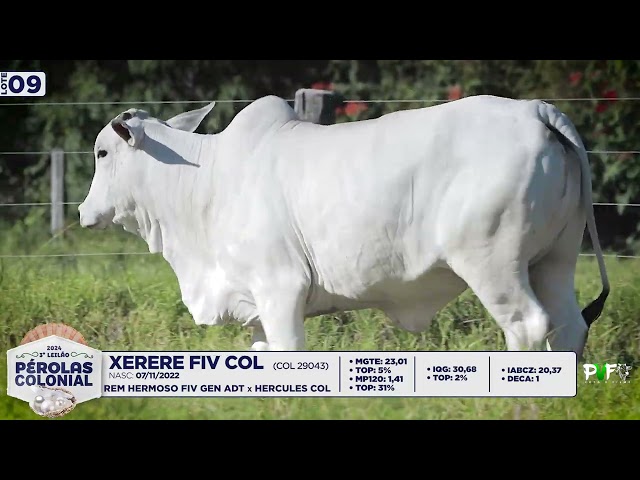 LOTE 09   COL29043   XERERE FIV COL