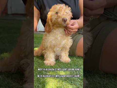 Jack Frost — Maltipoo Medio
