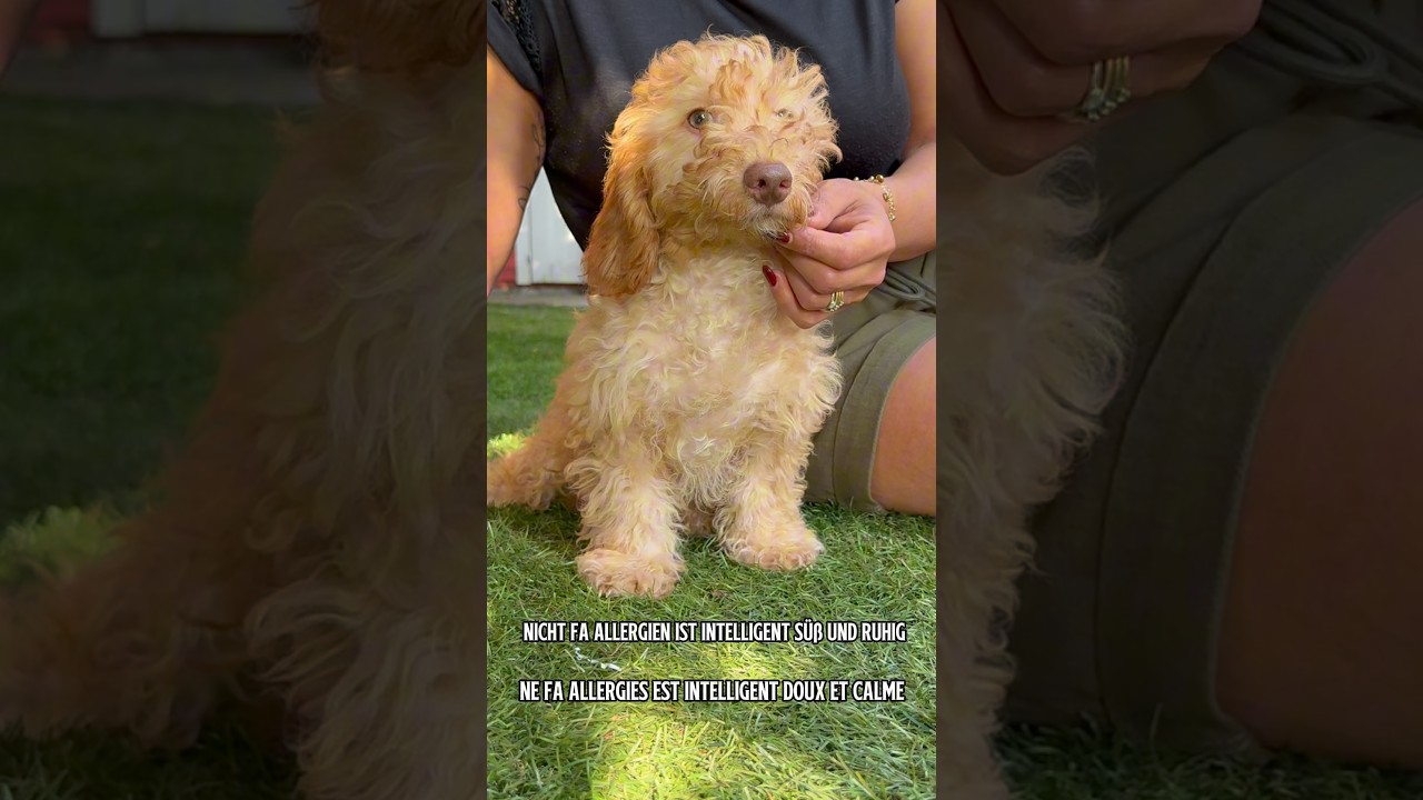 Jack Frost — fenotipo prevalente MALTIPOO MEDIO