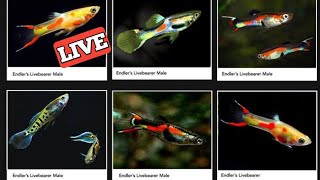 Endler types | Endlers Guppy types | Types of Endlers Guppy | Endler guppy .