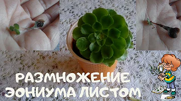 Мой ответ тем, кто писал мне что эониум (Aeonium)  не размножается листом