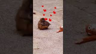 Punch Monkey Monkey Crush? Does Punch Have A Girlfriend