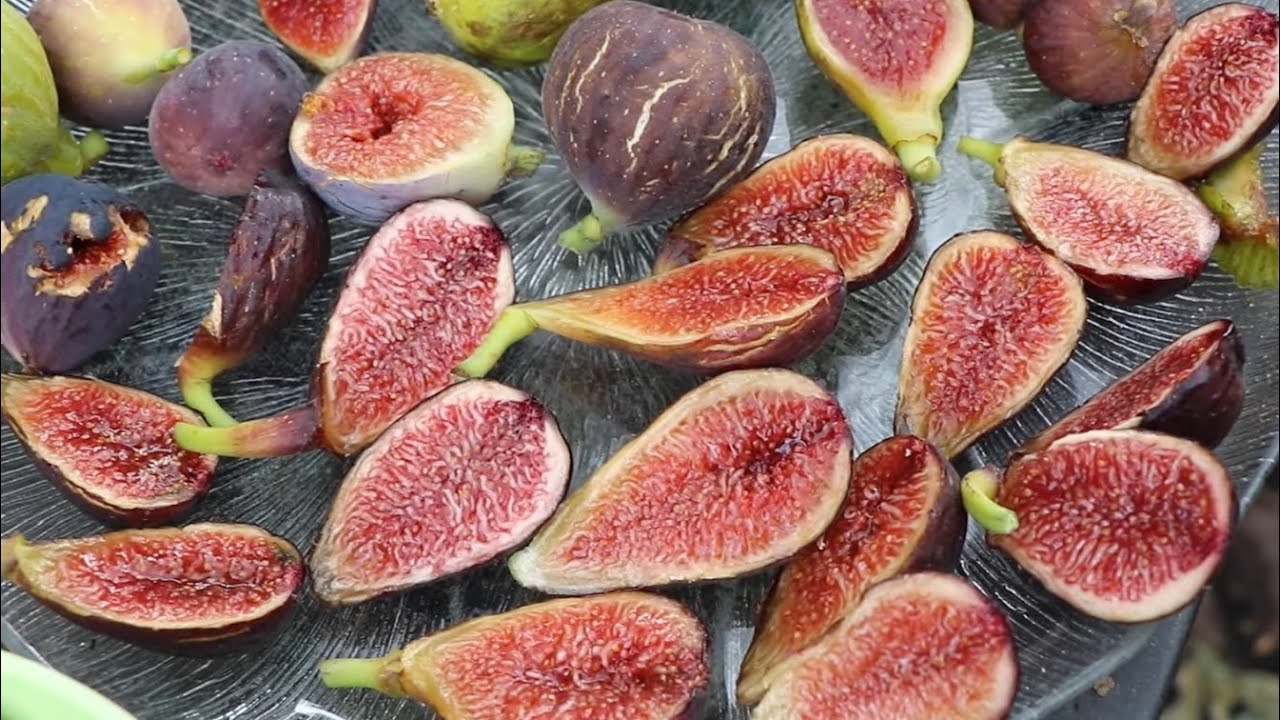 Fig Boss Newsletter A Giveaway, The End of the 2022 Fig Cutting Sale