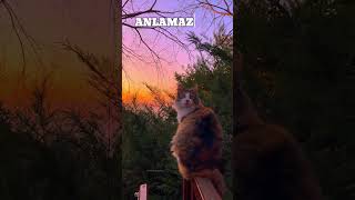 Tuğçe Tayfur - Sevdalılar Beni Anlar Ferdi Tayfur Anısına