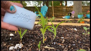 Celebrity Irish Spring Deodorant Soap as a Deer Squirrels, Rabbit, raccoon, possum repellent? Net Worth