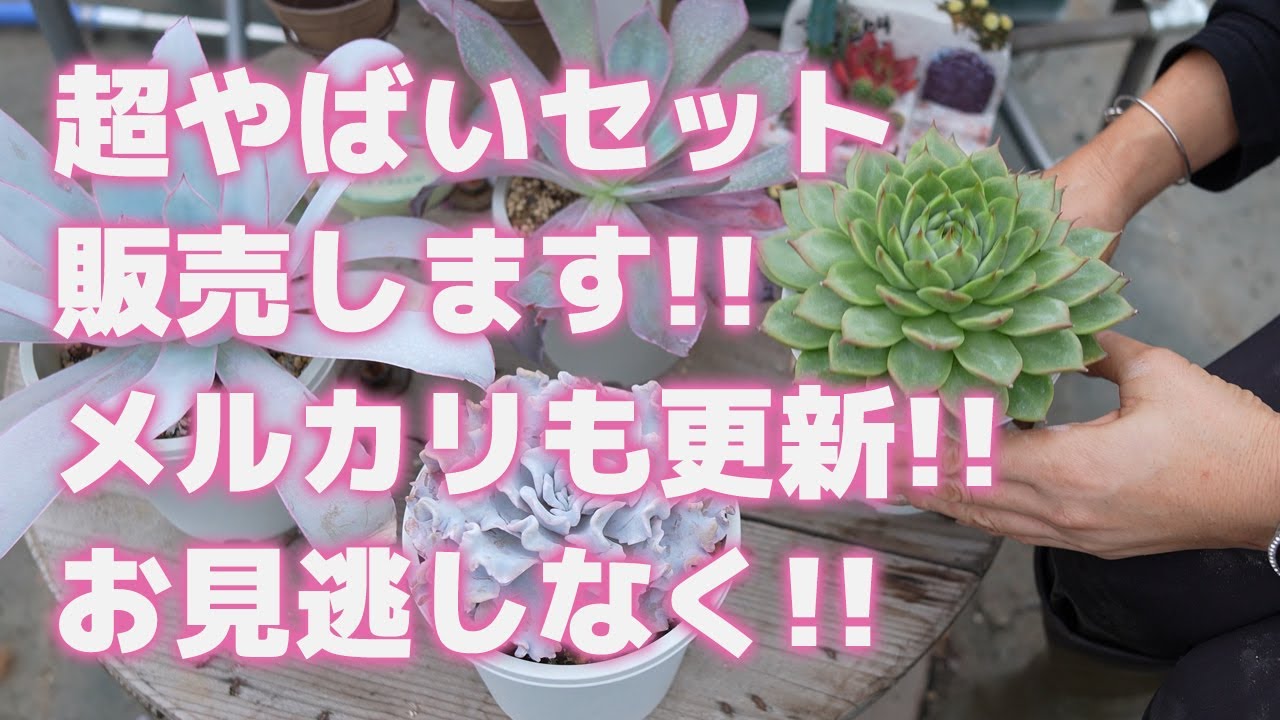 Succulent plants] We are selling a super awesome set!! Mercari has