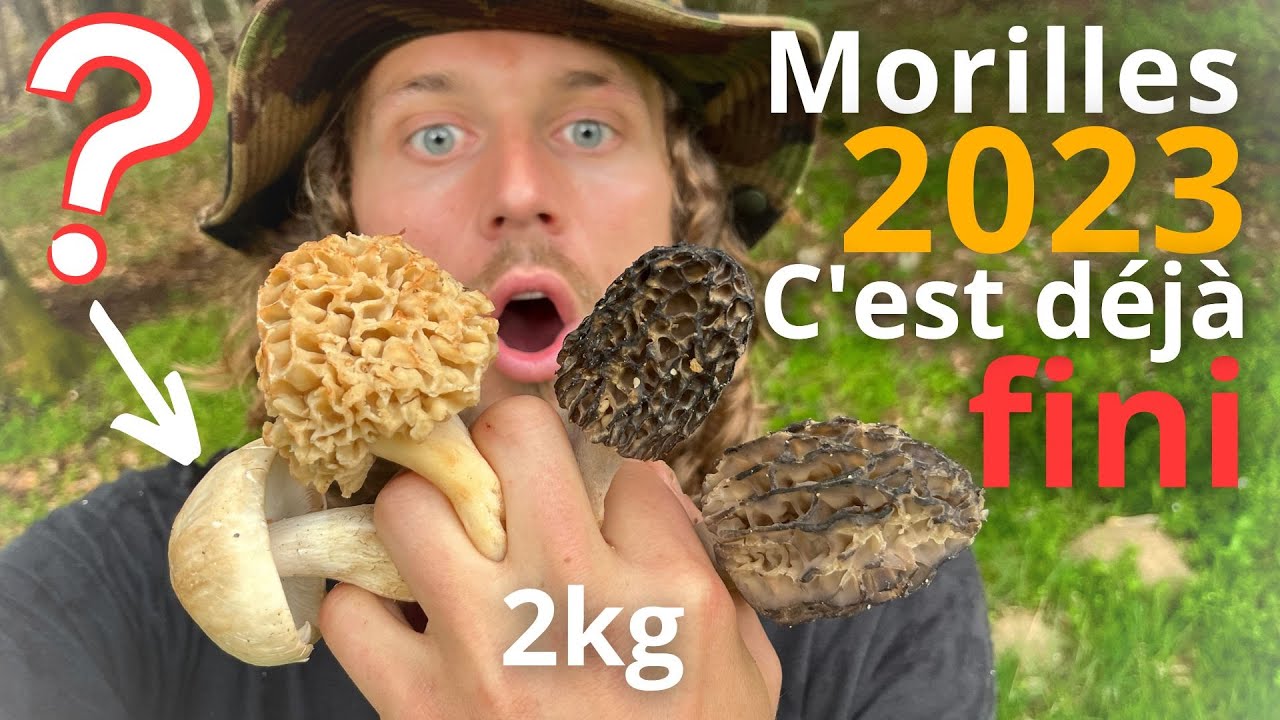 Morilles déjà la fin?! Une surprise délicieuse!