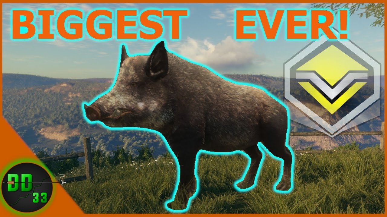 The BIGGEST WILD BOAR I’ve Ever Seen! Call Of The Wild YouTube