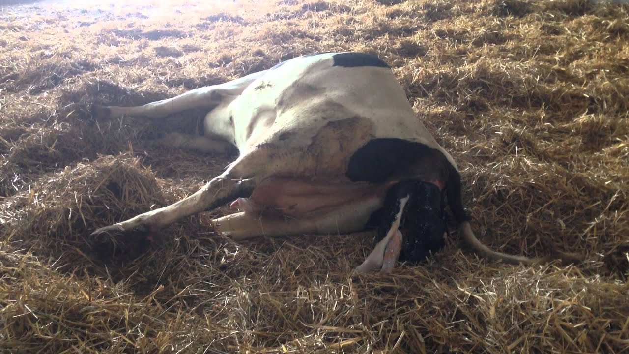 Dairy Cow Giving Birth YouTube