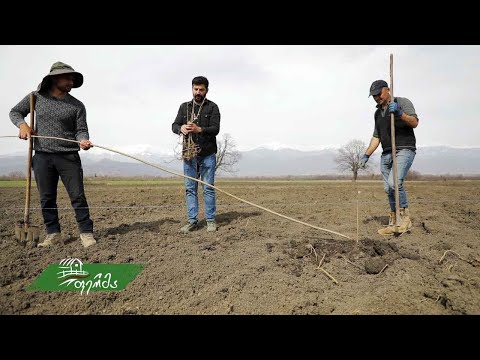 #ფერმა ხეხილის დარგვა ახმეტის რაიონში, ყოფილი ჯარისკაცის მეურნეობაში