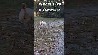 Turkey Girl at Bedtime