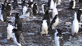 PenguinDance2.avi