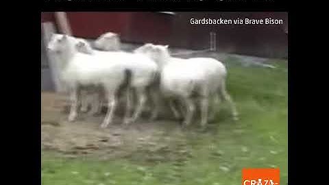 There are sheep dogs... and then there are sheep bunnies.