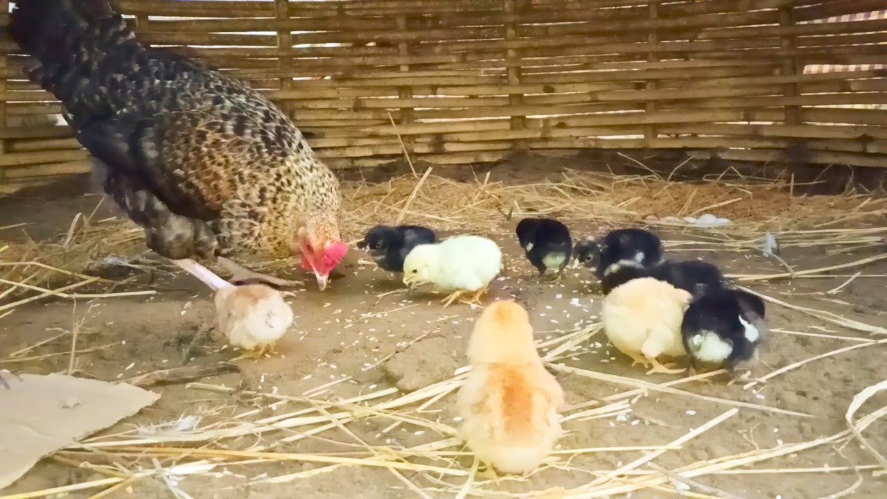 Chicks baby and mother's Video 