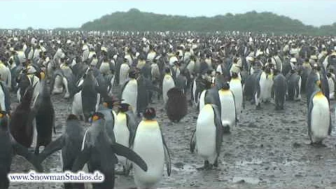 king penguin colony on South Georgia