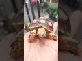 CERAHNYA DUNIA INI #sulcata #youtubeshorts #shortvideo #viral #fyp #funny #love #shorts #freefire
