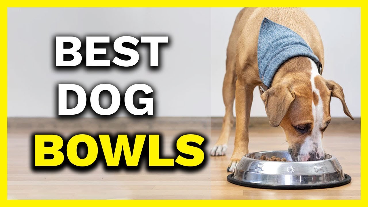 Best Dog Bowls | TOP 5 Dog Bowls 2022 🐶✅