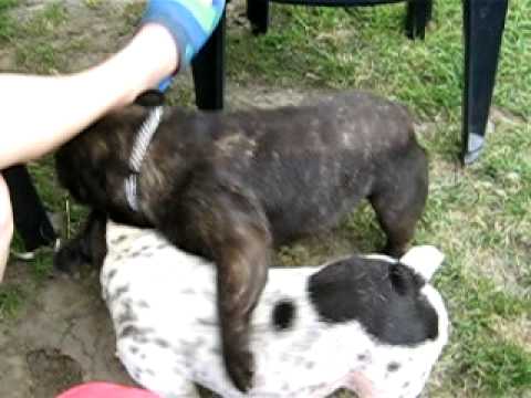 Bullfog sex photo 208