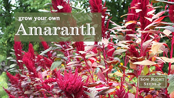 Sow Right Seeds | Amaranth