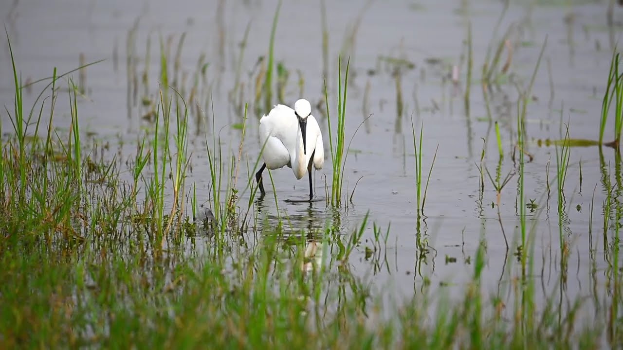 Hunting little egret.