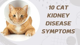 10 Cat Kidney Disease Symptoms
