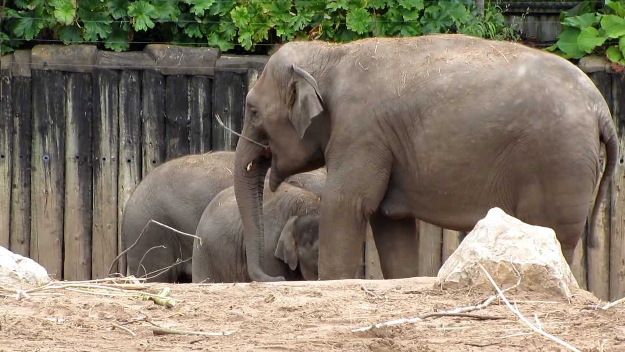 Chester Zoo 18th Aug Elephants - YouTube