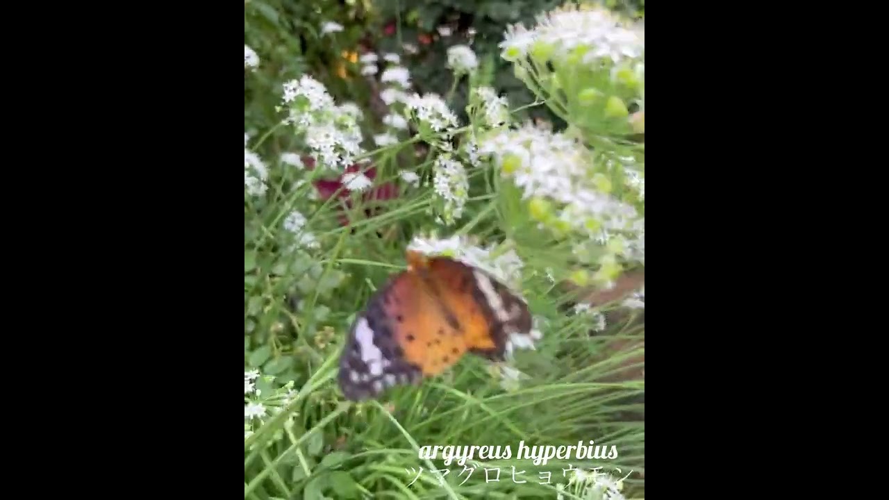 argyreus hyperbius ツマグロヒョウモン