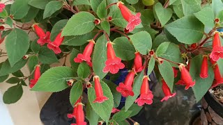 Kohlera Bakimi Hakkinda Herşey Videodan Izleyebilirsiniz