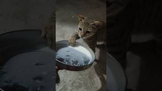 cute cat #cute #kitty