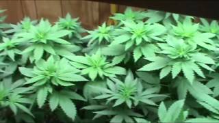 Seedling Update