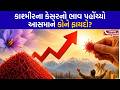 કાશ્મીરના કેસરનો ભાવ પહોંચ્યો આસમાને, કોને ફાયદો?