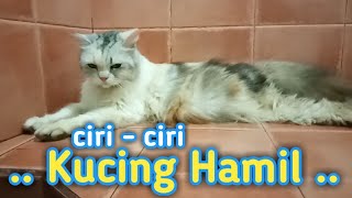 Mengenali Ciri  Ciri Kucing Hamil ~ Cara mudah mengetahui Kucing kita lagi Hamidun alias Hamil