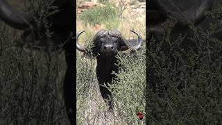 Buffalo in the thick bush, Kalahari