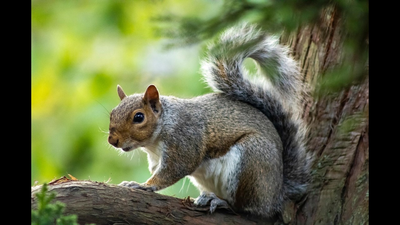 Cute Squirrel enjoying Grackle sounds #sanantonio #squirrel #mammals #birds #grackle #tree