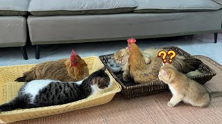 The kitten was surprised!Two hens asked the cat to sleep with them on their birthday.So funny cute