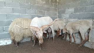 Hungarian Racka Sheep Farm- Greece Πρόβατα Με Όρθια Κέρατα Hortobágyi Racka