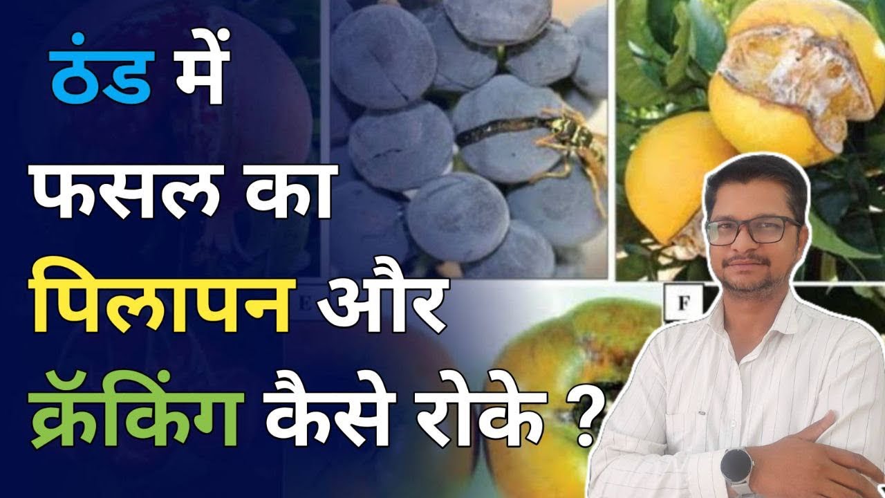 चुटकियों में खत्म करे पिलापन और क्रॅकिंग । winter injury in plants