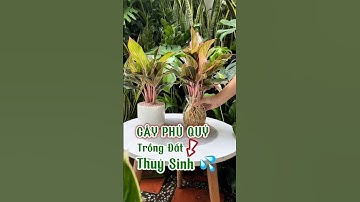 Cách Trồng Thuỷ Sinh Cây Phú Quý và cách chăm sóc #caycanh #cayxanh #caythuysinh