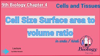 Cell Size Surface Area to Volume Ratio | Chapter 4 Cells and Tissues