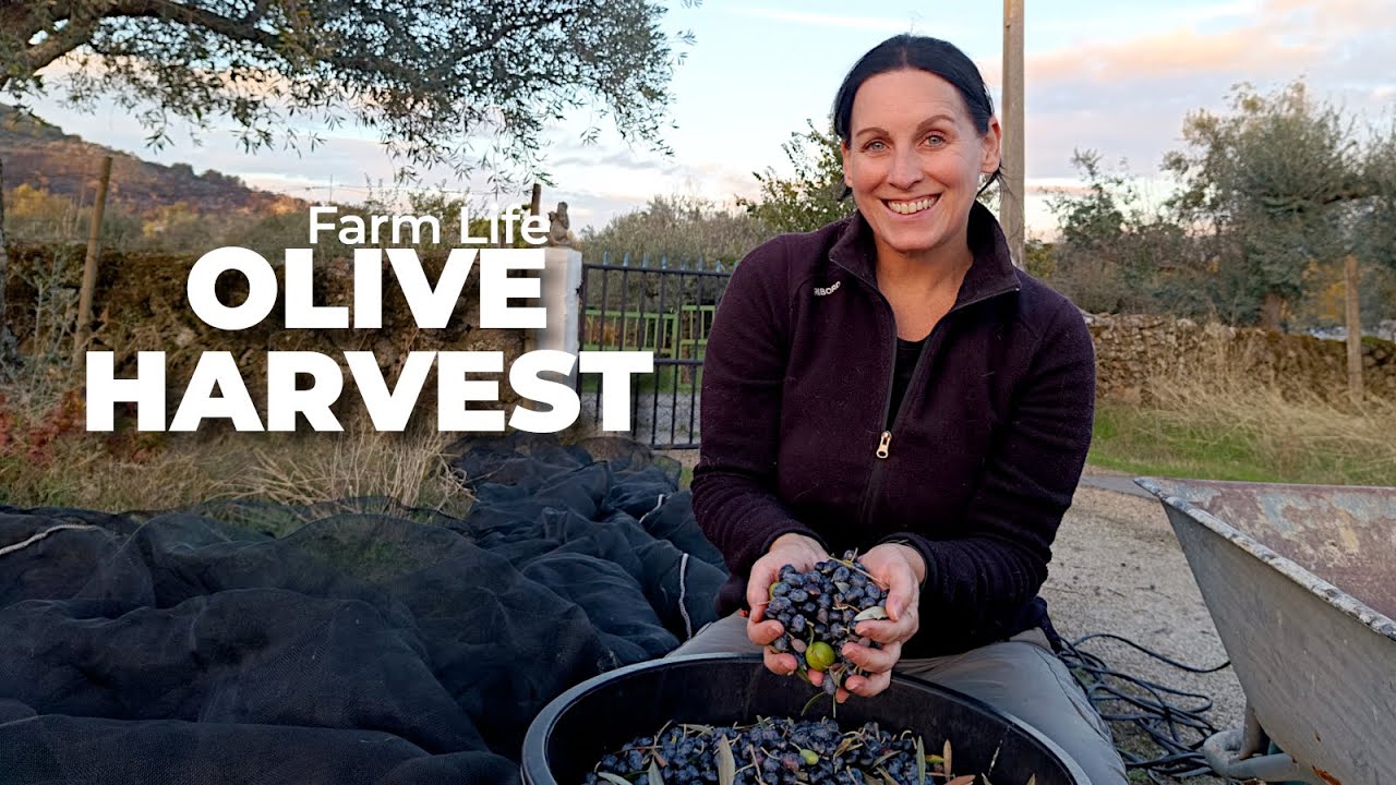 Сбор оливок, джеропига и мастер-классы под дождём | Reno at Central Portugal Farm 